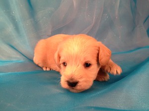Schnoodle Puppy for sale #3 Ready March 2013|Most Schnoodles for sale in Massachusetts are sold at a Premium|Purebredpups Price- $750
